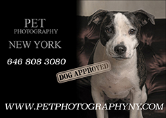 Advertisement - Pet Photography New York - http://petphotographyny.com