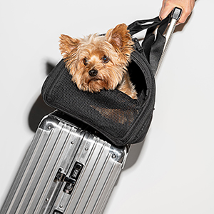 Arlo Skye The Pet Carrier (Airline-Approved) - Dog Insider