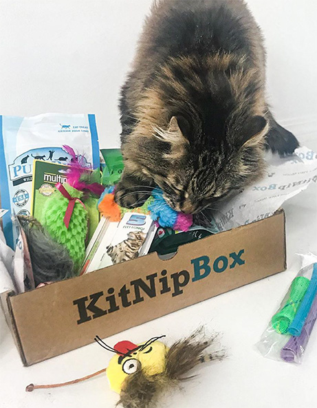 Monthly cat toy clearance box