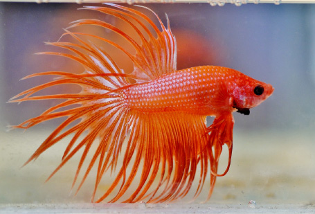 Betta sales fish basics