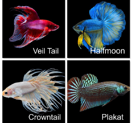 Most popular betta sales fish