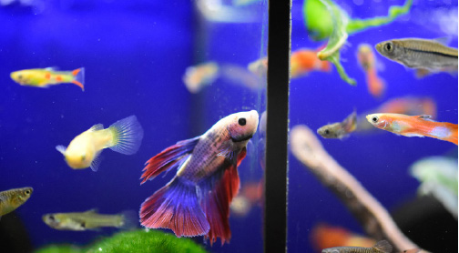 Feeder guppies and betta hotsell